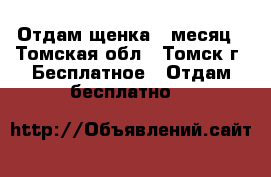 Отдам щенка 1 месяц - Томская обл., Томск г. Бесплатное » Отдам бесплатно   